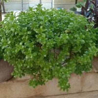 فروش تعدادی گل اپارتمانی ونهال ازگیل  زیر قیمت