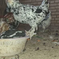 مرغ گلین پرپا.با کرچ شوندگی بالا