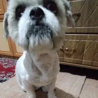 سگ شیتزو خانگی|سگ|اصفهان, رکن الدوله شرقی|دیوار