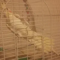 ماده آماده|پرنده|رشت, پیرکلاچای|دیوار