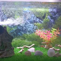 آکواریوم|ماهی|قائن, |دیوار