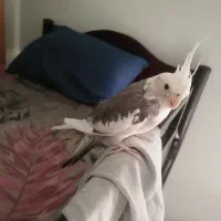 عروس هلندی وایت فیس ابلغ نر معاوضه با ماده لوتینو