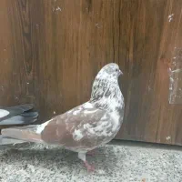 کفتر پرشی|پرنده|محمدشهر, محمدشهر|دیوار