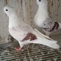 کبوتر رنگی|پرنده|مهر, |دیوار