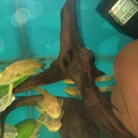 کت پوزه بوته ای