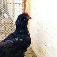 مرغ مرندی|حیوانات مزرعه|شیراز, باغشهر اهل بیت|دیوار