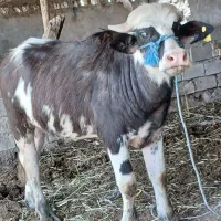 گاومیش با گوساله