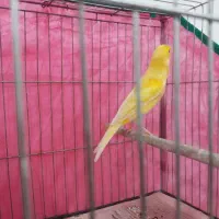 قناری نر مست|پرنده|رشت, اسماعیل آباد|دیوار