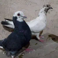 کبوتر