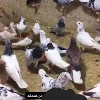 ی جفت کبوتر خال تک سیاه فروشی