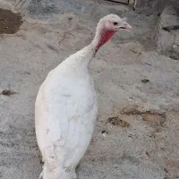 بوقلمون ماده کردی تخم گذار