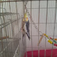 معاوضه