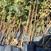 نهال پسته،گلدانی|خدمات باغبانی و درختکاری|قم, ولیعصر|دیوار