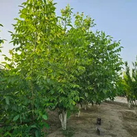 باغ وباغچه161متر/سرسبز وبکر/انشعابات کامل وقانونی|فروش زمین و ملک کلنگی|تهران, امیریه|دیوار