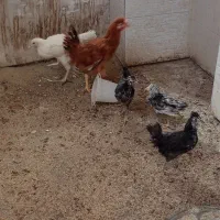 دوعدد مرغ وخروس 5 ماهه دو گلینه دوماهه