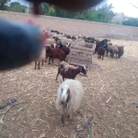 گوسفند زنده