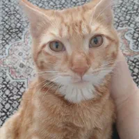 گربه نرشش ماه|گربه|همدان, |دیوار