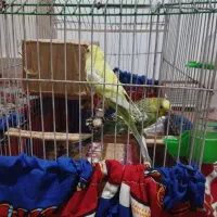 دوعدد مرغ عشق نر جوان مست