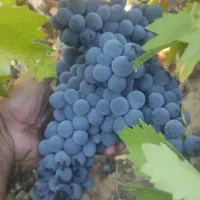 انگور شانی سر دشت|عمده‌فروشی|ارطه, |دیوار