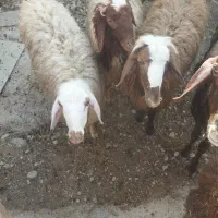 سه راس بره پای پروار،دوراس نر یک راس ماده