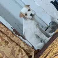 سگ پاکوتاه تریر