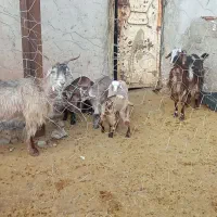 دو عدد بز و چهار عدد بزغاله|حیوانات مزرعه|نورآباد, |دیوار