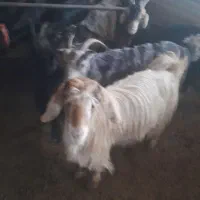 فروش ۳۸راس بز داشتی|حیوانات مزرعه|شیراز, کوشک میدان|دیوار