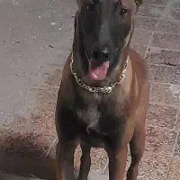 سگ مالینویز، نر|سگ|خرمشهر, |دیوار