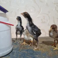 جوجه لاری دوهفته ای