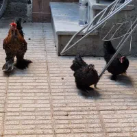 مرغ و خروس نژاد دار تخم گزار