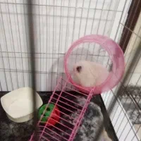 همستر سرحال بازیگوش رایگان