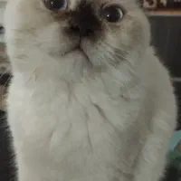 گربه سیامی فولد