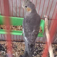 پرنده|پرنده|رامشیر, |دیوار