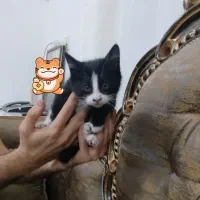 واگذاری گربه