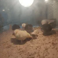 تخم نطفه دار نژاد ابریشمی ،جاپنیز ،محلی|حیوانات مزرعه|سمنان, |دیوار