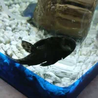 آکواریوم و لجن خار|ماهی|ارومیه, |دیوار