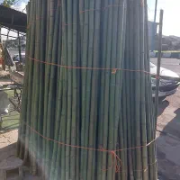 خرید فروش نی بامبو و معمولی