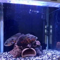 اسکار گرید بالا|ماهی|سهند, |دیوار