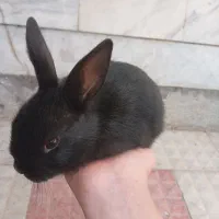 بچه خرگوش|موش و خرگوش|خمینیشهر, |دیوار