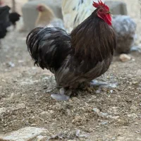17 عدد مرغ و خروس سلطان کوشین ولهستانی اصیل|حیوانات مزرعه|اراک, |دیوار