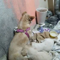 توله اشپیتز پامر