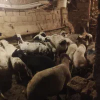 گوسفندبره نروماده  گوشتی  درجه 1|حیوانات مزرعه|سنندج, |دیوار