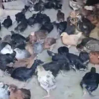 فروش جوجه جهادی ۳۵ روزه درجه ۱|حیوانات مزرعه|مرودشت, محمد آباد|دیوار