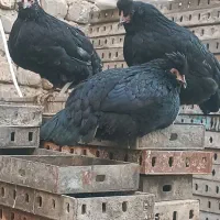 تخم مرغ گلین فول|حیوانات مزرعه|فلاورجان, |دیوار