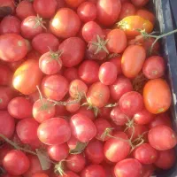 گوجه ریز ربی
