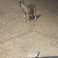 ماده‌سرابی شکم اولشه ۳۵روزه زایده|سگ|صوفیان, |دیوار