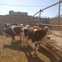 گوساله نر سیمینتال 6 تا