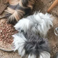 خوکچه و بچه خرگوش