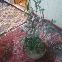 گل دوستان|گل و گیاه طبیعی|مشهد, پنجتن|دیوار