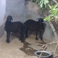 جفت بره نر سبک